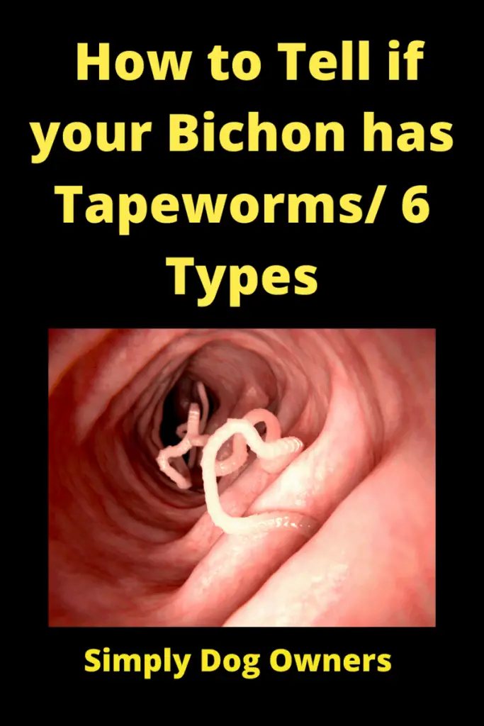 How to Tell if your Bichon has Tapeworms/ 6 Types 1