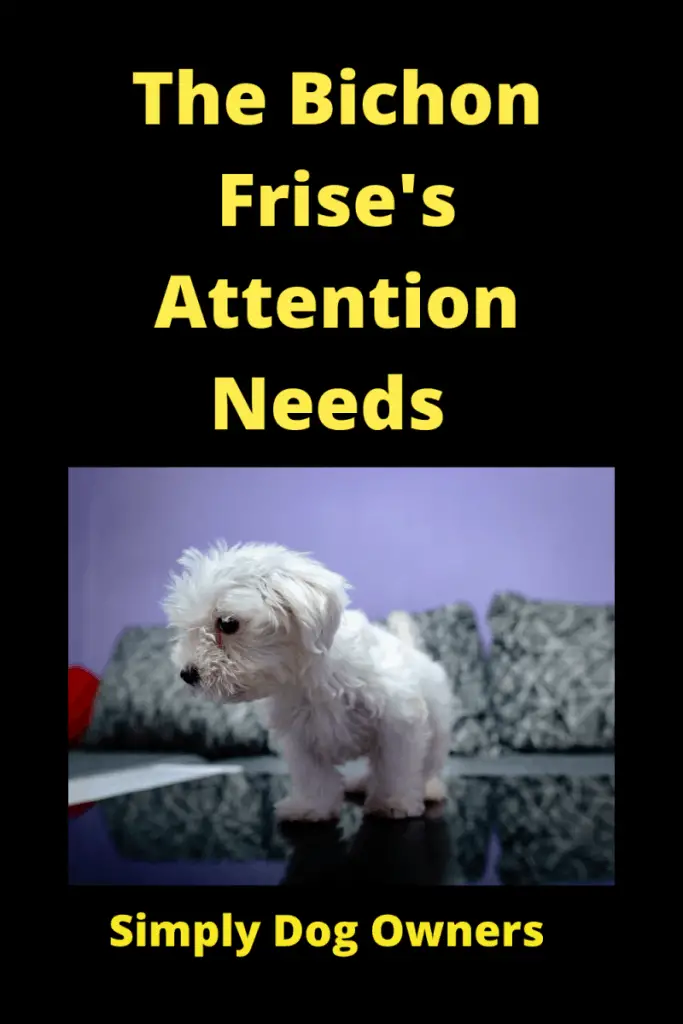 The Bichon Frise's Attention Needs: What You Must Know 2
