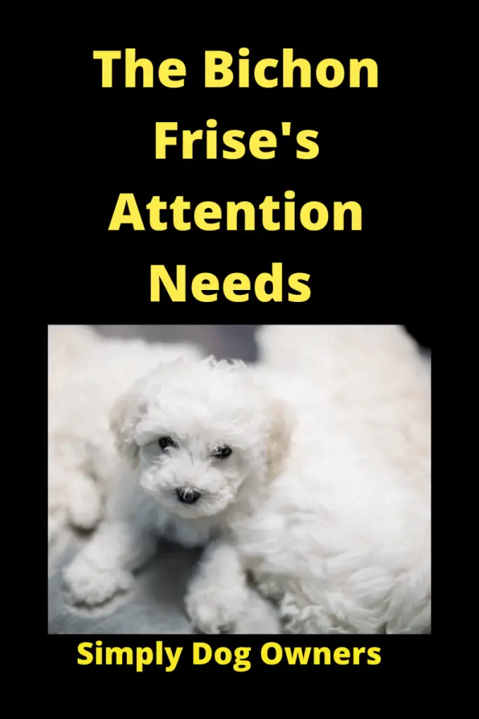 The Bichon Frise's Attention Needs: What You Must Know 1