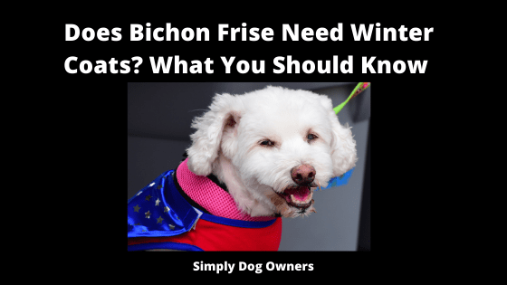 Does Bichon Frise Need Winter Coats_ What You Should Know