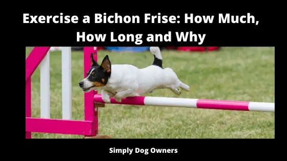 Exercise a Bichon Frise_ How Much, How Long and Why