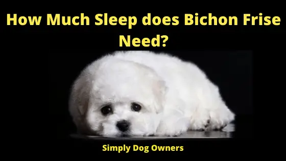 How Much Sleep does Bichon Frise Need?