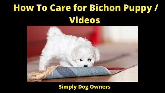 How To Care for Bichon Puppy _ Videos