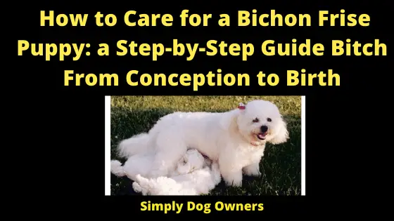 How to Care for a Bichon Frise Puppy: a Step-by-Step Guide Bitch From Conception to Birth