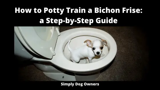 How to Potty Train a Bichon Frise_ a Step-by-Step Guide