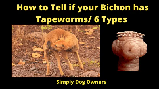 How to Tell if your Bichon has Tapeworms_ 6 Types