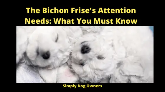 The Bichon Frise's Attention Needs_ What You Must Know