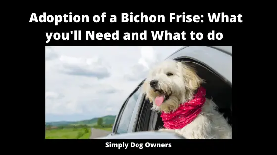 Adoption of a Bichon Frise_ What you'll need and what to do