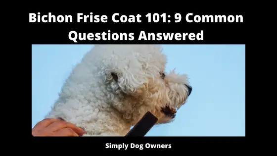 Bichon Frise Coat 101_ 9 Common Questions Answered