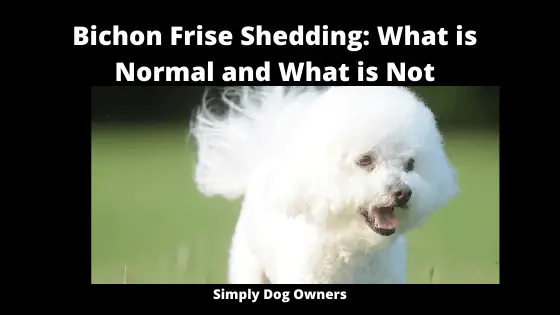 Bichon Frise Shedding_ What is Normal and What is Not