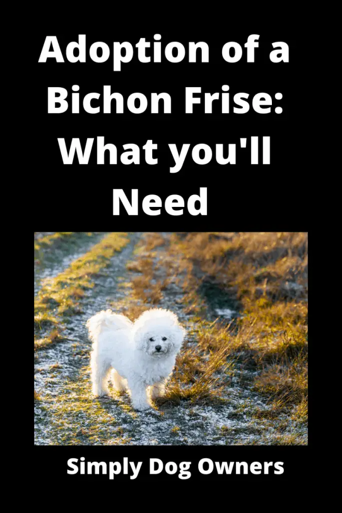 Adoption of a Bichon Frise: What you'll need and what to do 1