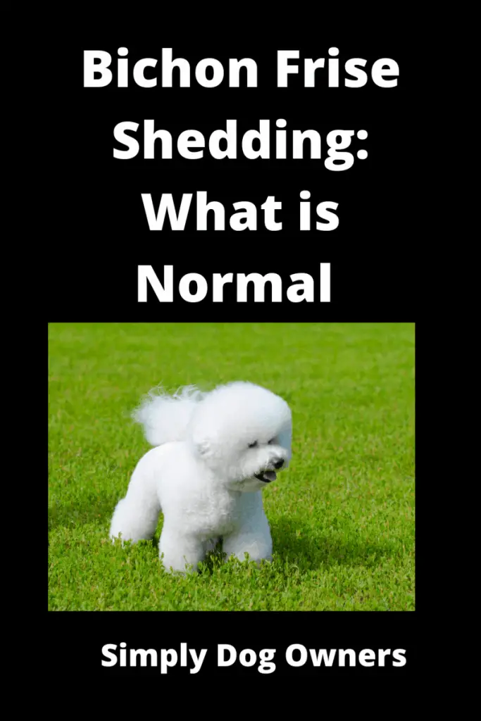 Bichon Frise Shedding: What is Normal and What is Not 2