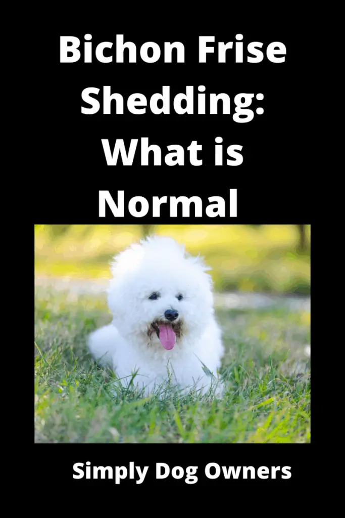 Bichon Frise Shedding: What is Normal and What is Not 3