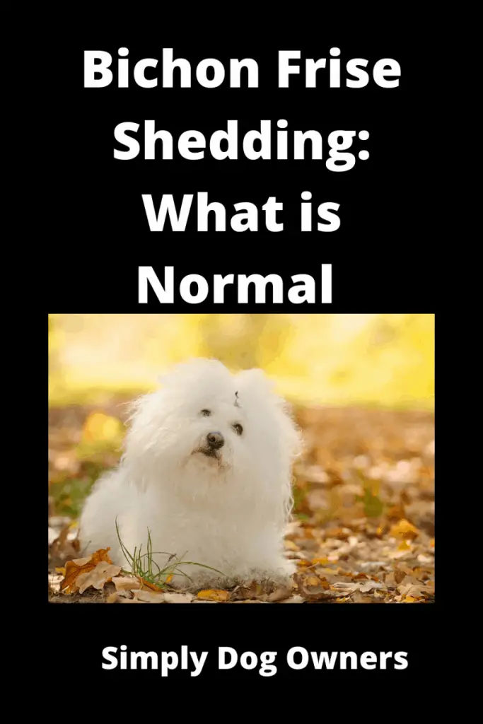 Bichon Frise Shedding: What is Normal and What is Not 1