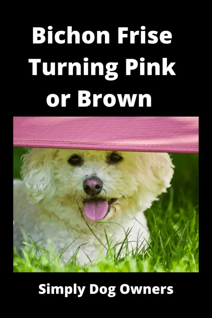 Bichon Frise Turning Pink or Brown - What's going on? 1