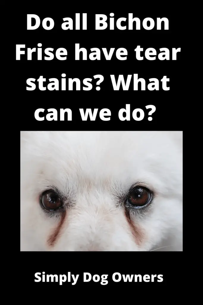 Do all Bichon Frise have Tear Stains? ( 3 DIY Videos) 2