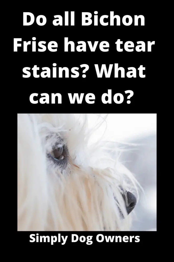 Do all Bichon Frise have Tear Stains? ( 3 DIY Videos) 1