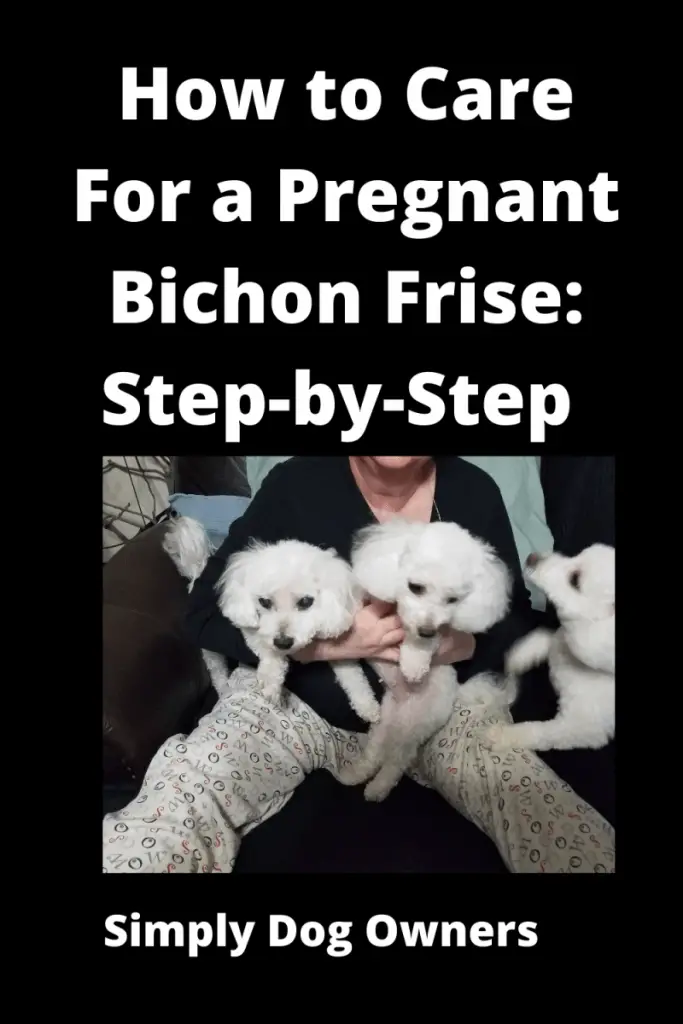 How to Care For a Pregnant Bichon Frise: Step-by-Step 1