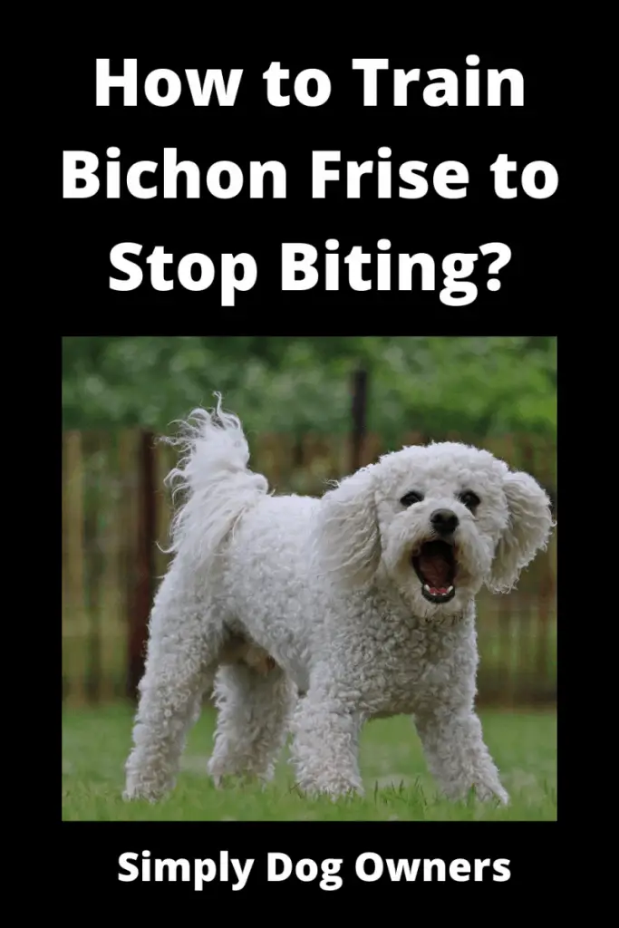 How to Train Bichon Frise to Stop Biting? 1