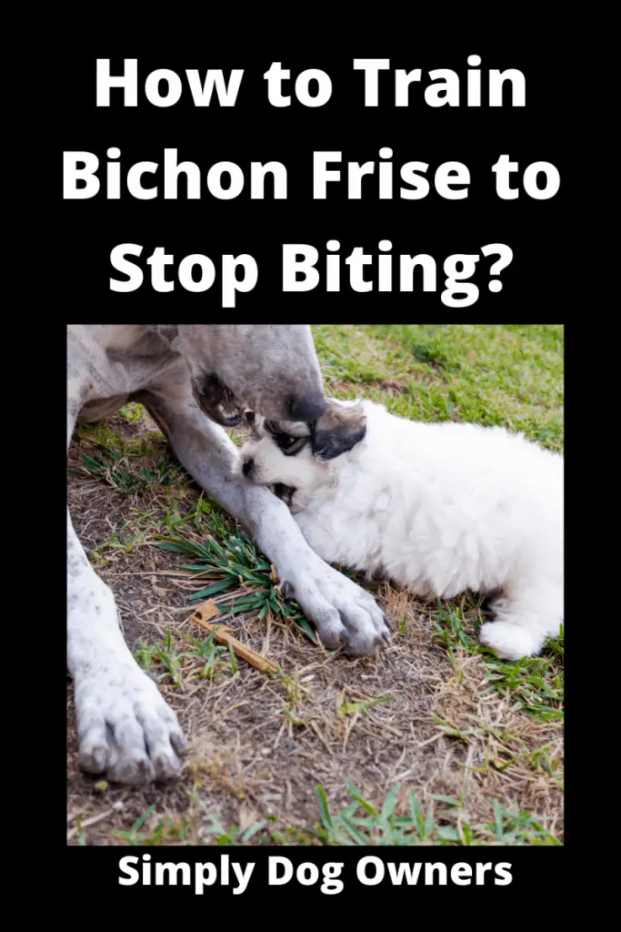 How to Train Bichon Frise to Stop Biting? 2