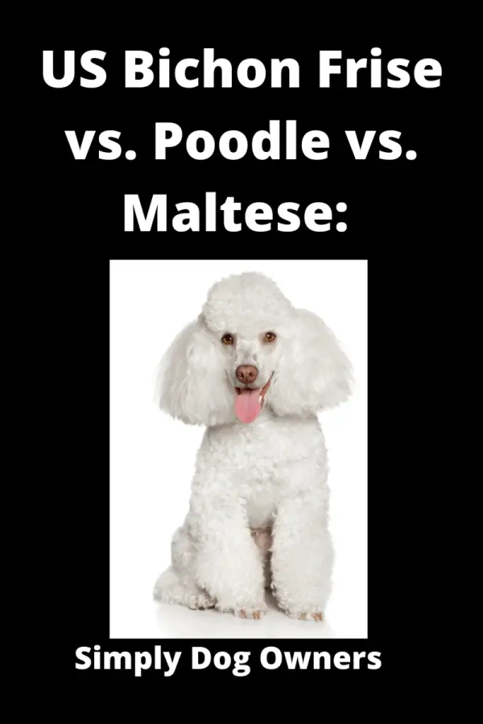 Bichon Frise vs Poodle vs. Maltese: What's the Difference? 3