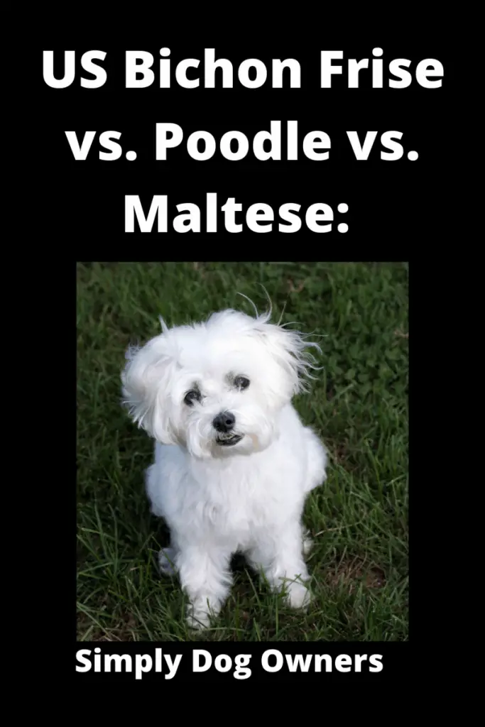 Bichon Frise vs Poodle vs. Maltese: What's the Difference? 2