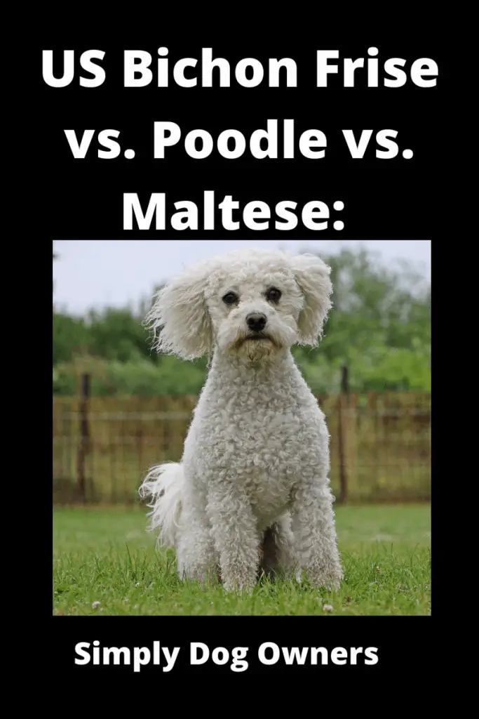 Bichon Frise vs Poodle vs. Maltese: What's the Difference? 1