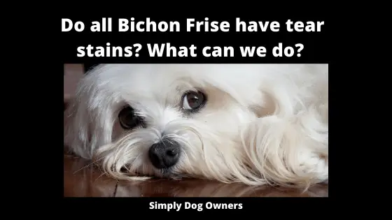 Do all Bichon Frise have tear stains_ What can we do_