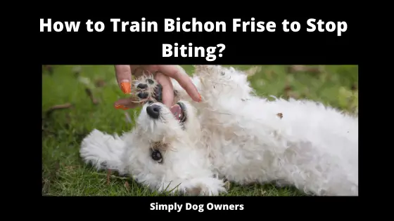 How to Train Bichon Frise to Stop Biting_