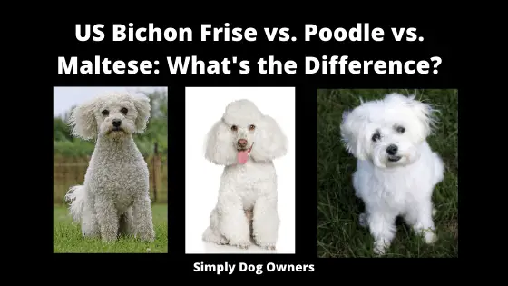 US Bichon Frise vs. Poodle vs. Maltese_ What's the Difference_
