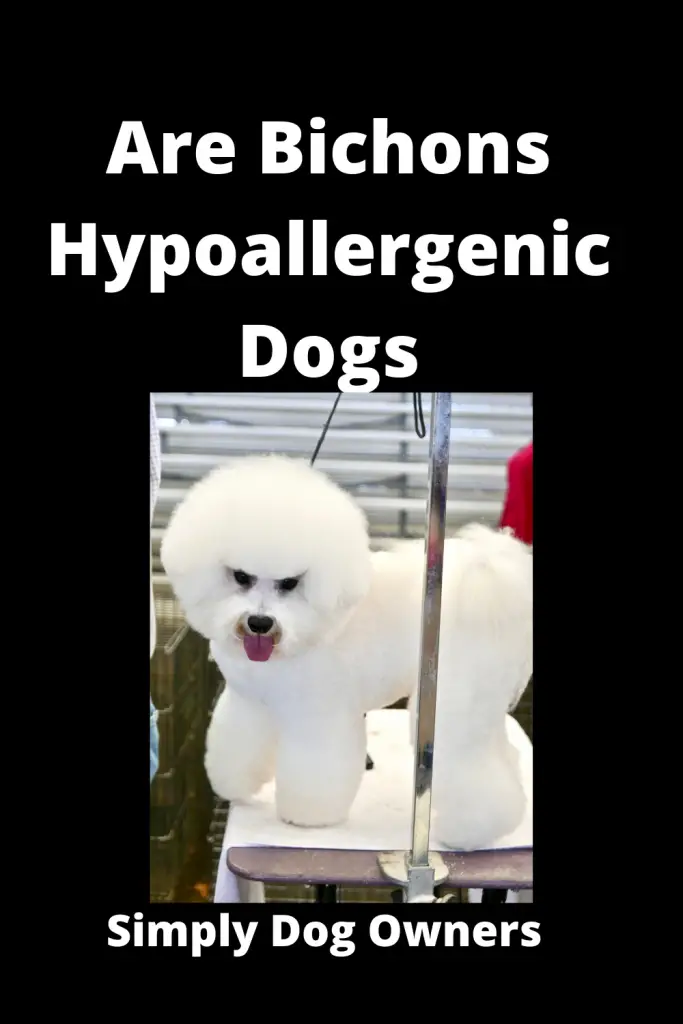 Are Bichons Hypoallergenic Dogs? Bichon Frise Coat Type 2