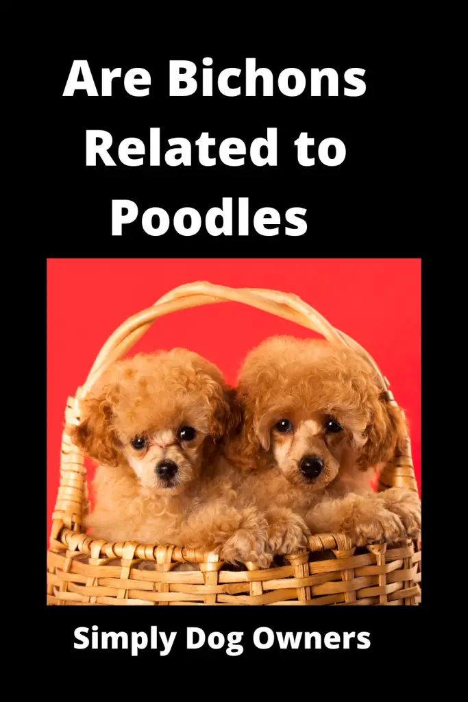Are Bichons Related to Poodles - Major Comparisons 2