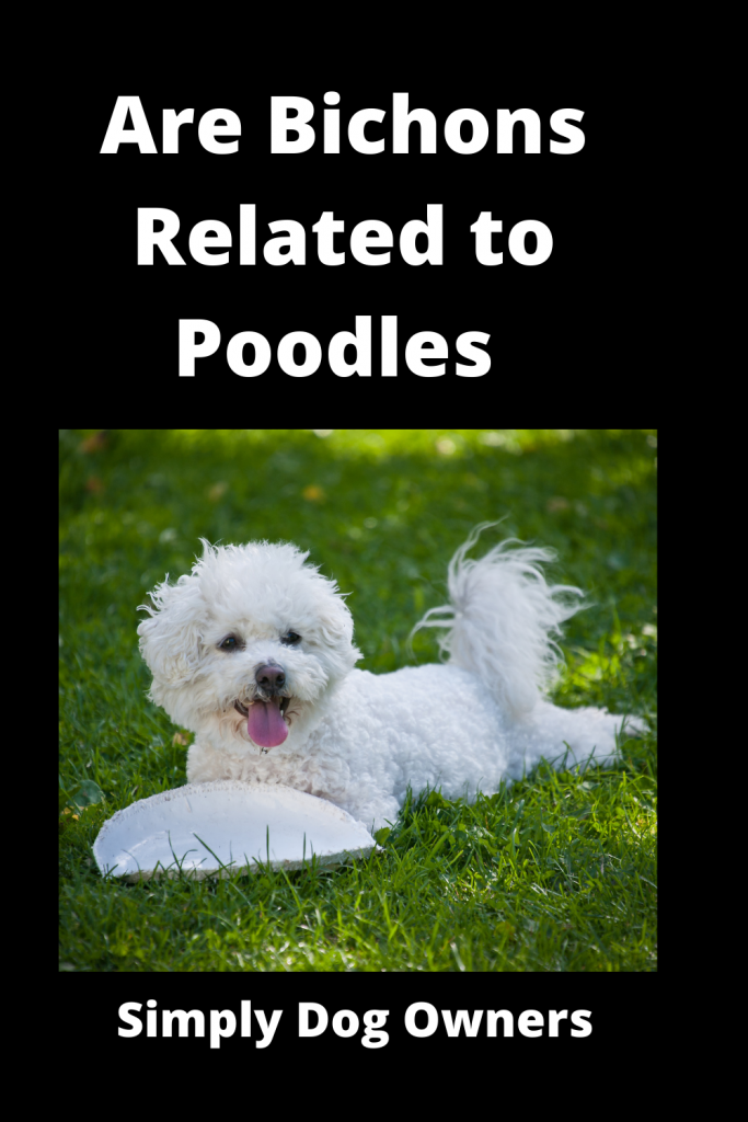 Are Bichons Related to Poodles - Major Comparisons 3