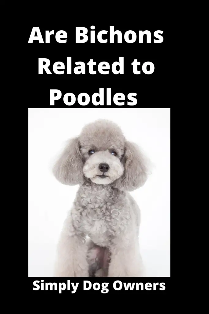 Are Bichons Related to Poodles - Major Comparisons 4