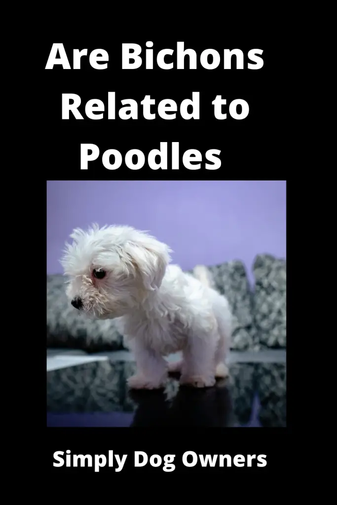 Are Bichons Related to Poodles - Major Comparisons 1