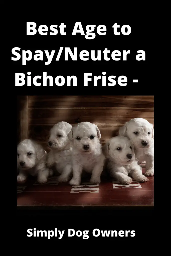 Best Age to Spay/Neuter a Bichon Frise - Medical Guidance 2
