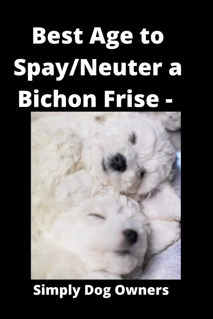 Best Age to Spay/Neuter a Bichon Frise - Medical Guidance 3