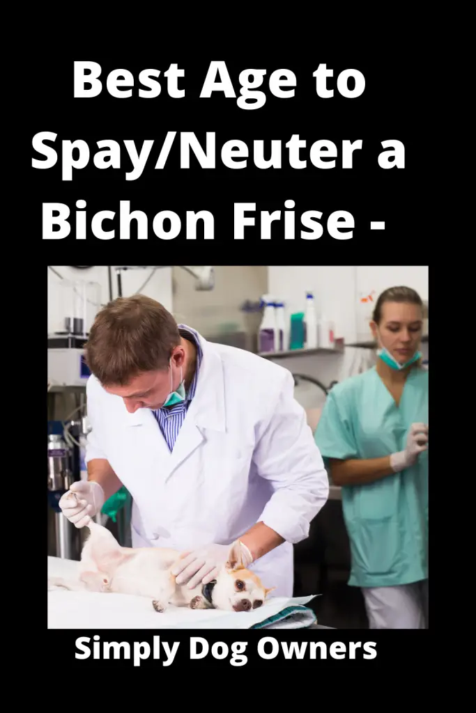 Best Age to Spay/Neuter a Bichon Frise - Medical Guidance 1