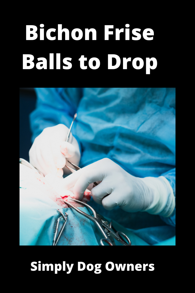 Bichon Frise Balls to Drop / Undescended / Cryptorchidism 3