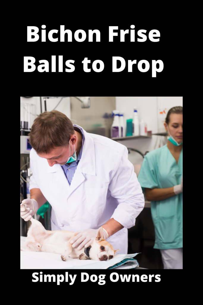 Bichon Frise Balls to Drop / Undescended / Cryptorchidism 1