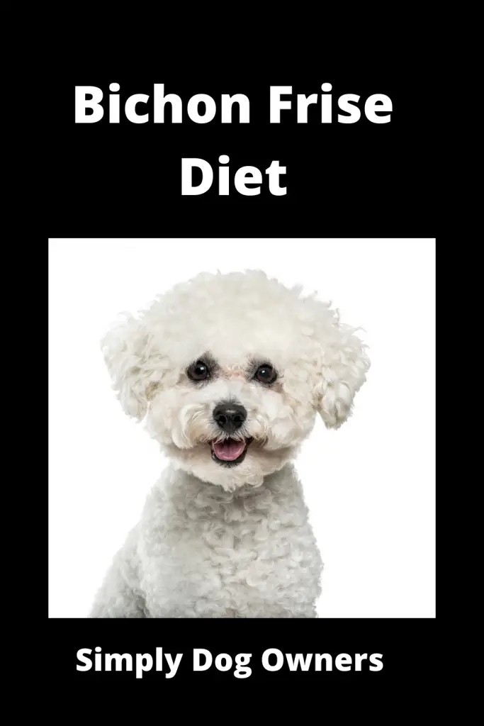 Bichon Frise Diet: How to Deal with a Picky Eater 3