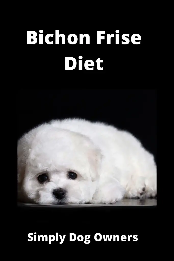 Bichon Frise Diet: How to Deal with a Picky Eater 2