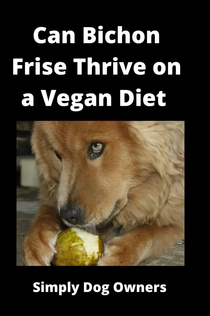 Can Bichon Frise Thrive on a Vegan Diet - Banana's, Grape 2