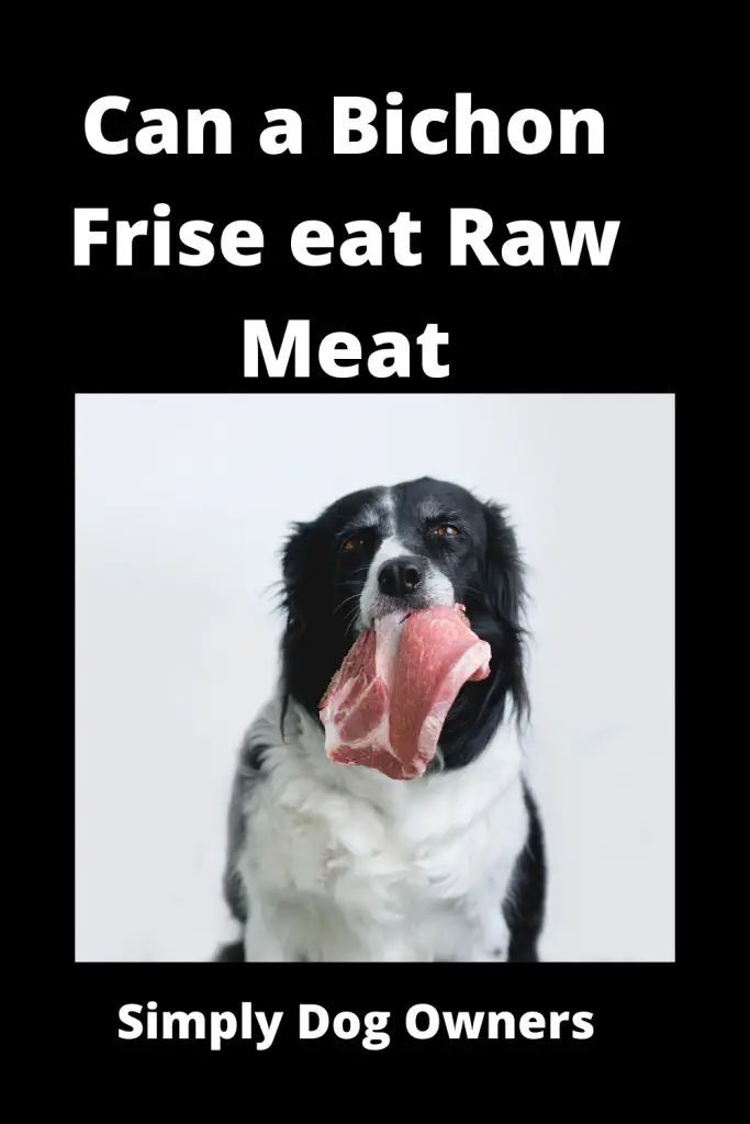 Can a Bichon Frise eat Raw Meat - Amazing Benefits 2