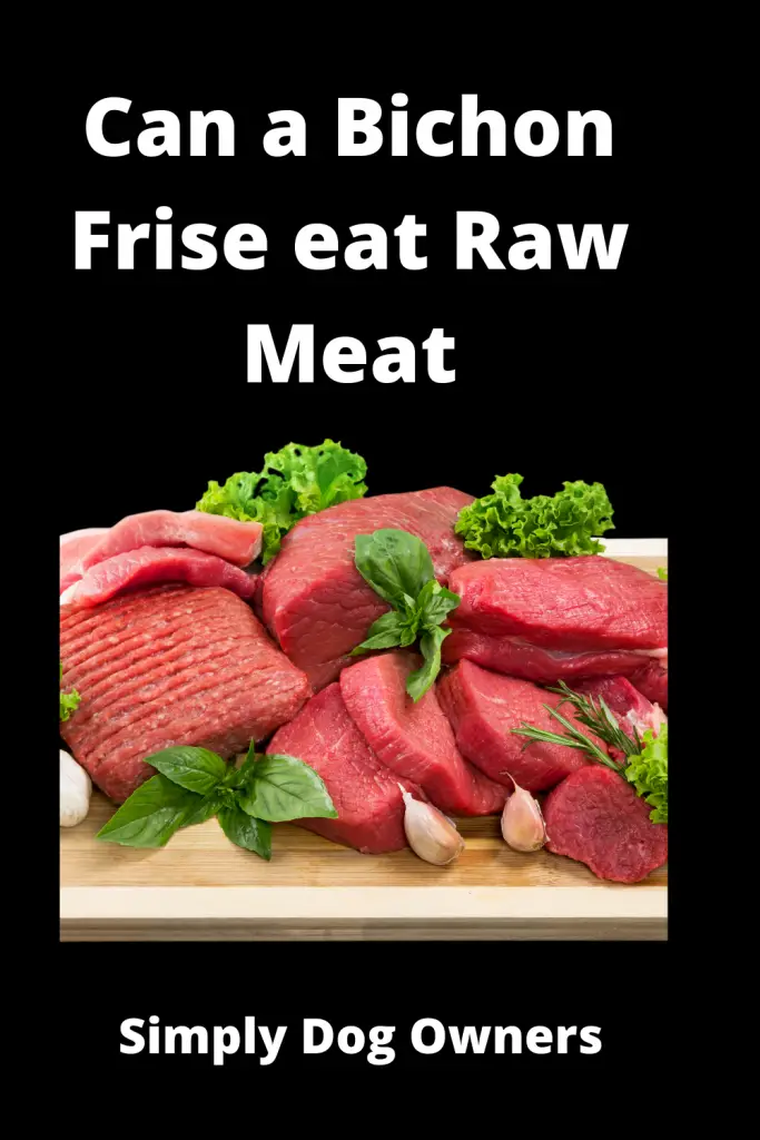 Can a Bichon Frise eat Raw Meat - Amazing Benefits 1