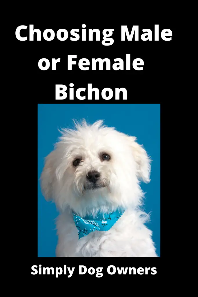Choosing Male or Female Bichon? Weighing Your Options 2