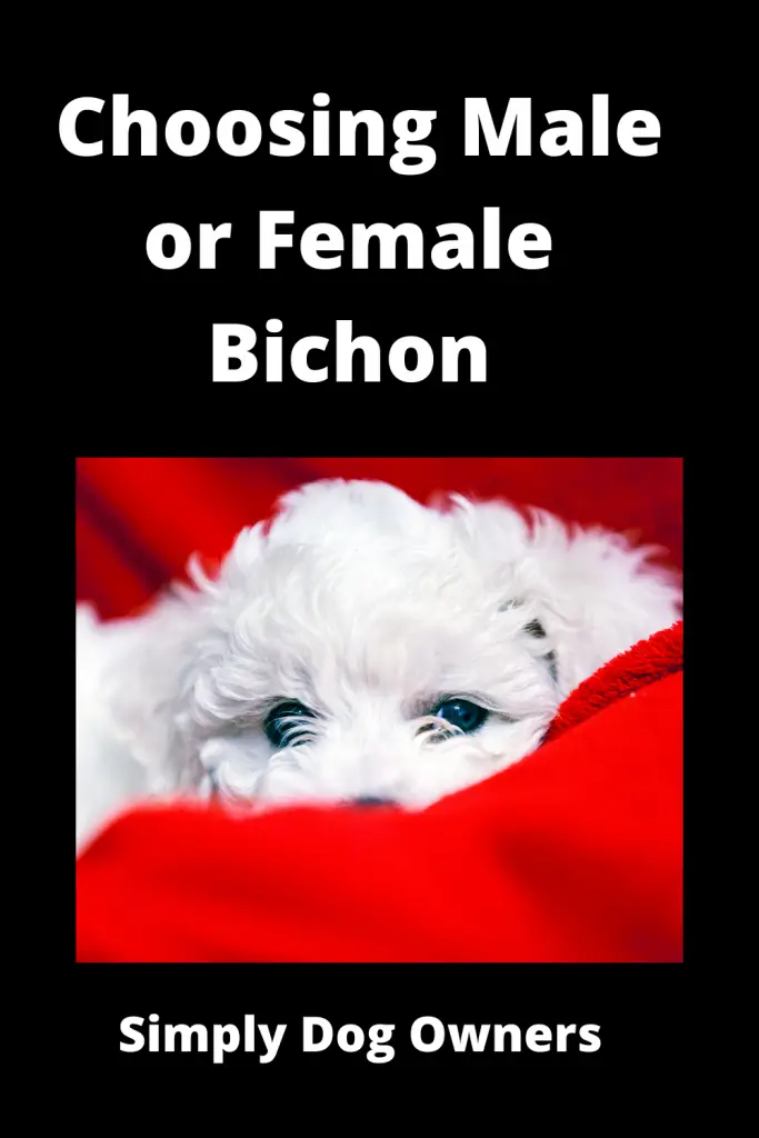Choosing Male or Female Bichon? Weighing Your Options 4