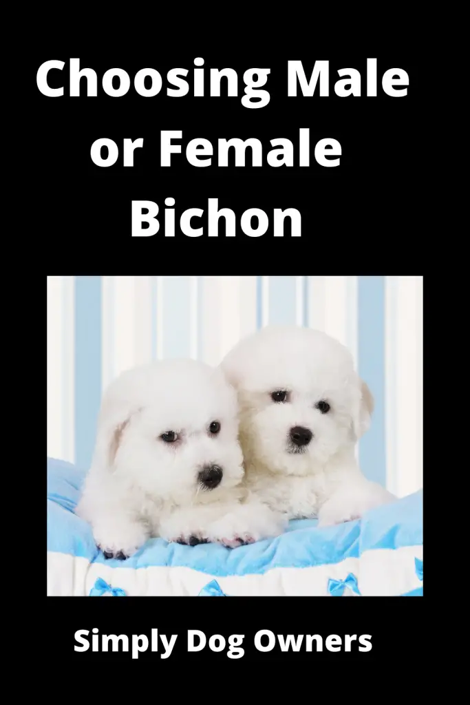 Choosing Male or Female Bichon? Weighing Your Options 1