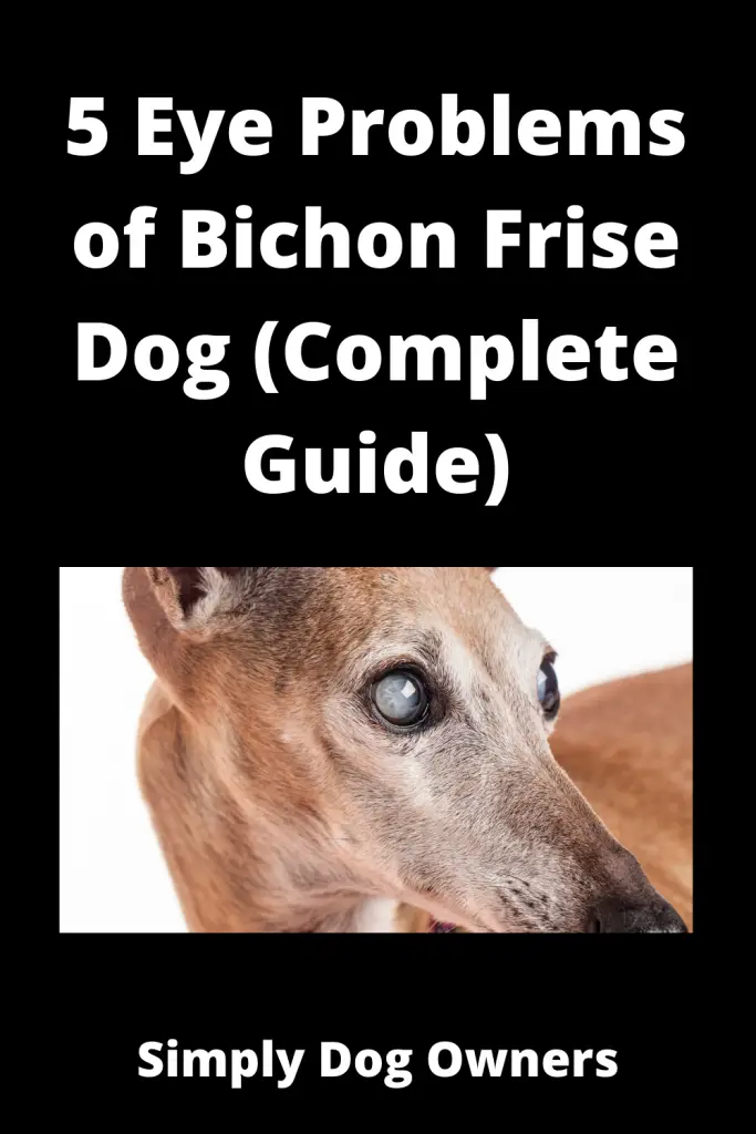 5 Eye Problems of Bichon Frise Dog (Complete Guide) 1