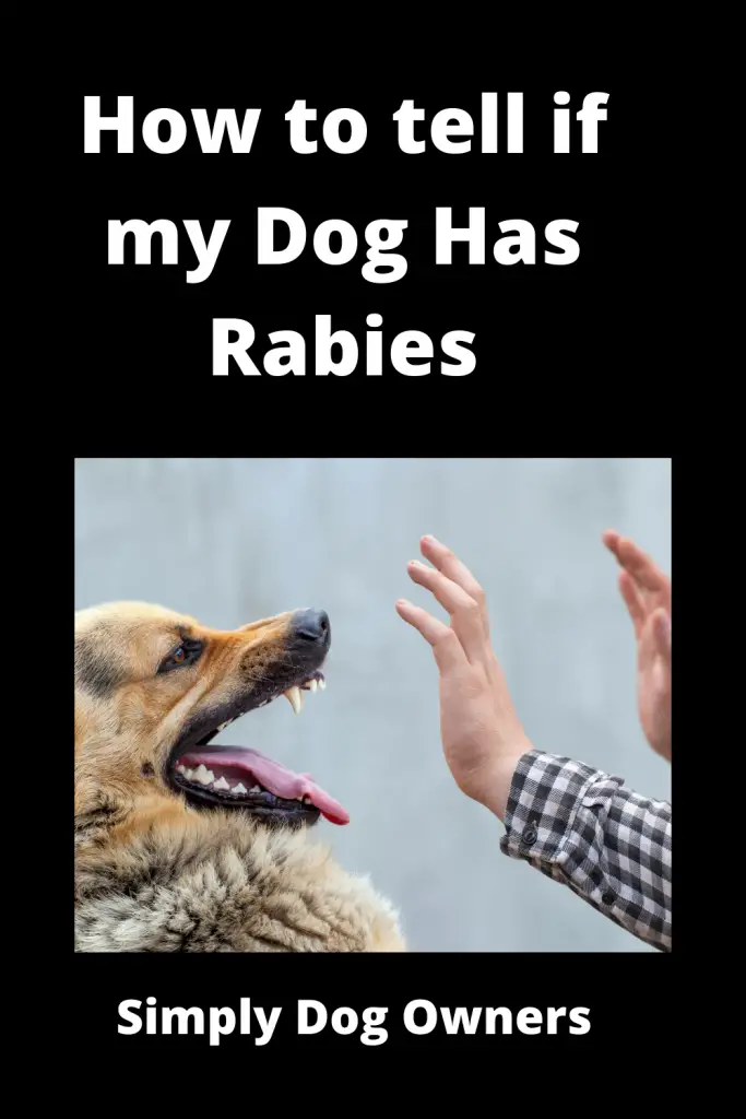 How to tell if my Dog Has Rabies - Quickly Rush to Vet 3